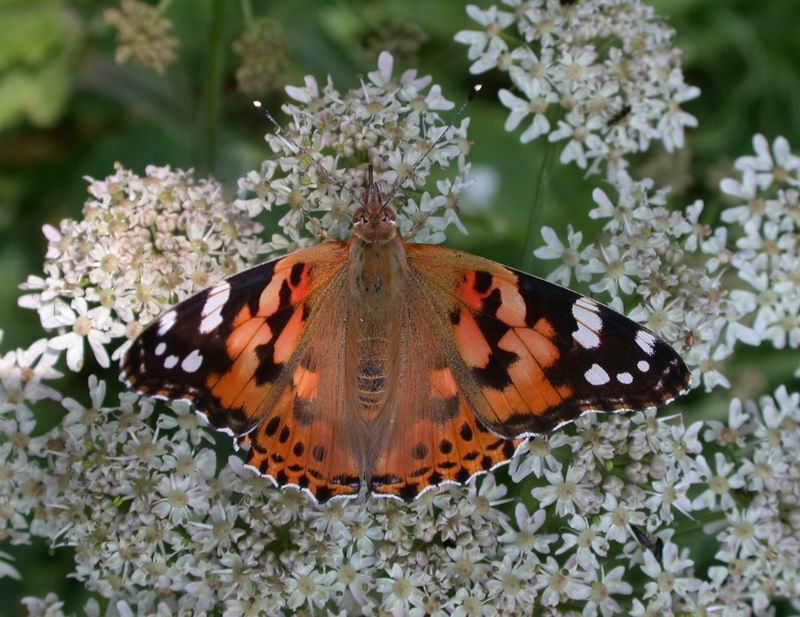 Vanessa cardui